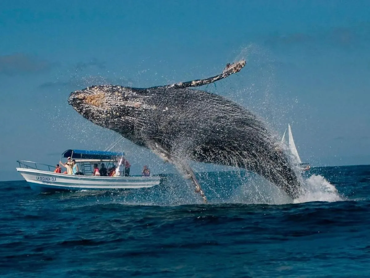 Samaná, Ballenas y cascadas