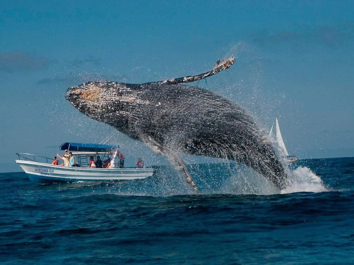Samaná, Ballenas y cascadas
